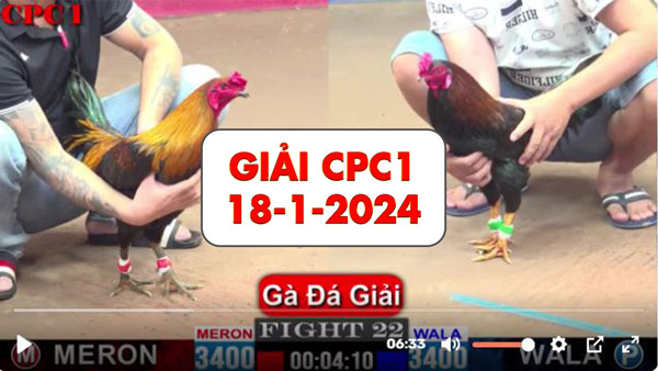 Giải đá gà thomo CPC1 ngày 18-1-2025