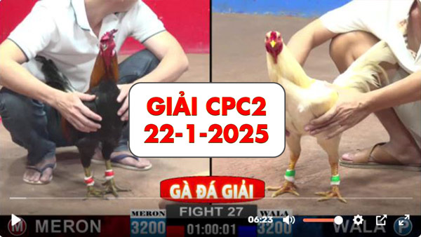 Giải đá gà thomo CPc2 ngày 22-1-2025